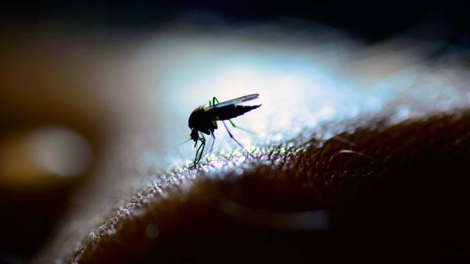 cuantos dientes tiene un mosquito denticulos cuantos dientes tiene un mosquito denticulos