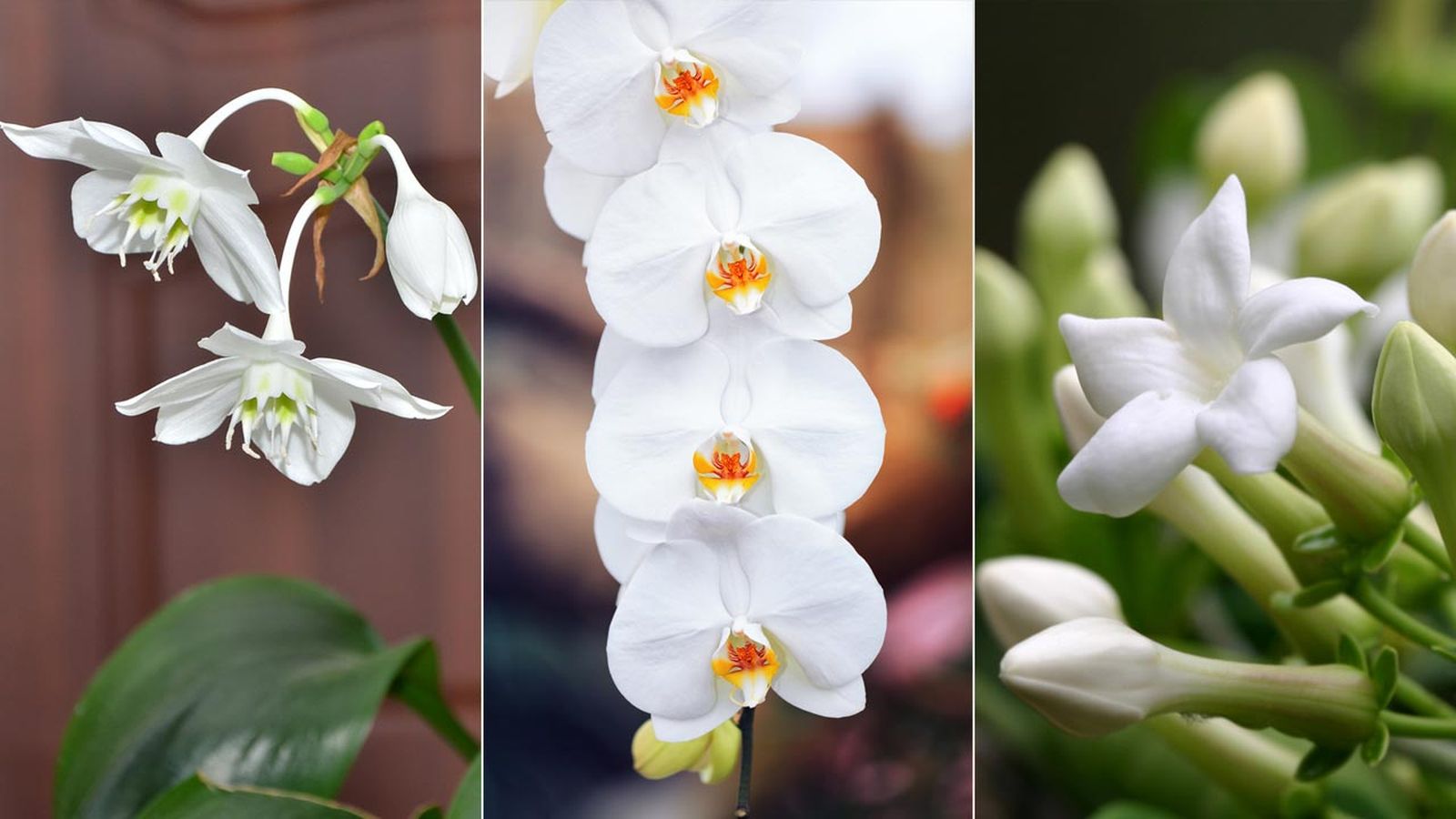 plantas de interior con flores blancas xl deco jardin