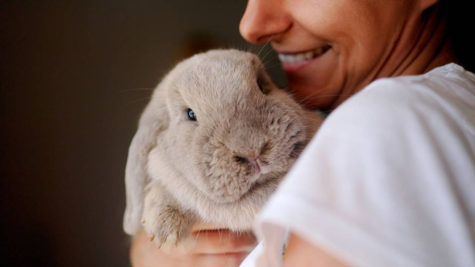 ¿Cómo saber si un conejo es macho?