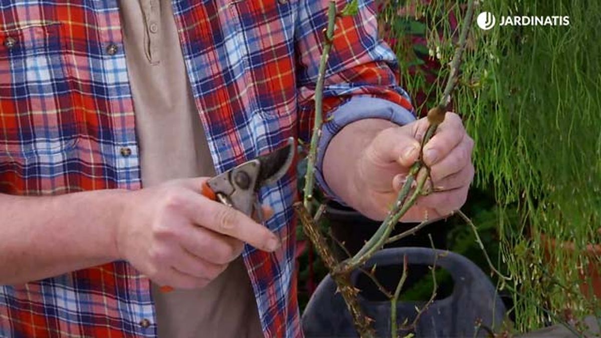 bortes lechosos fuertes de rosal deco 645