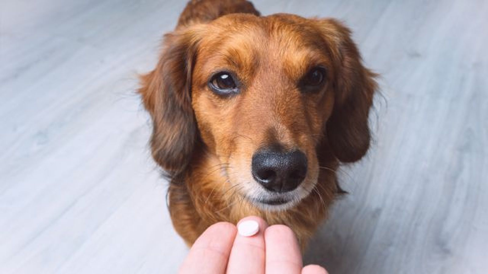 por que mi perro bebe mucha agua 10