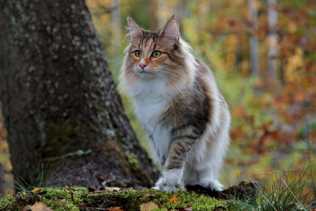El gato Bosque de Noruega es una raza felina que se caracteriza por su belleza y su personalidad equilibrada.