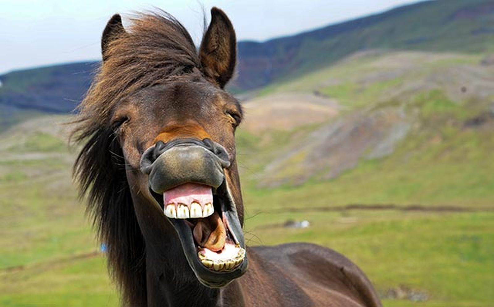 animales felices 15 caballo animales felices 15 caballo