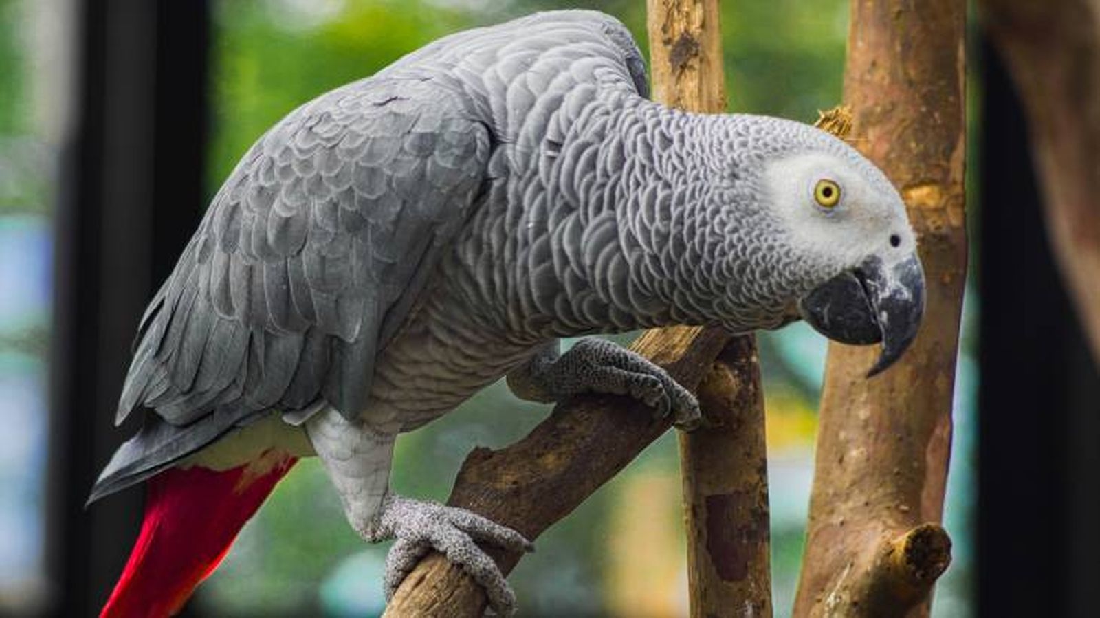 loro gris