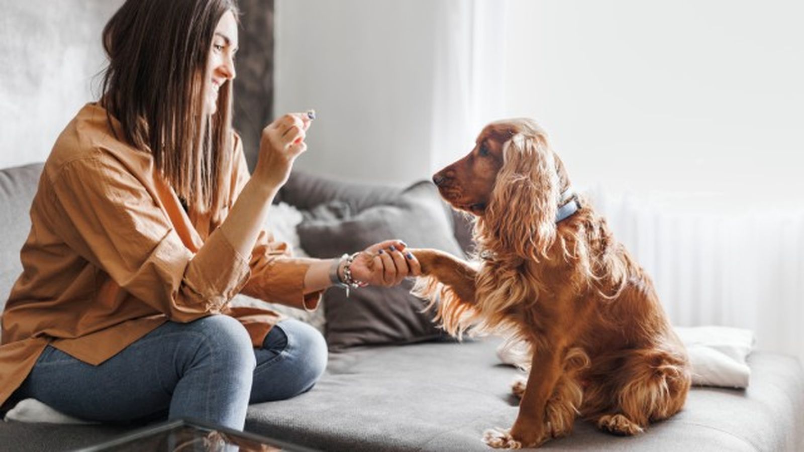 cocker spaniel 6 cocker spaniel 6