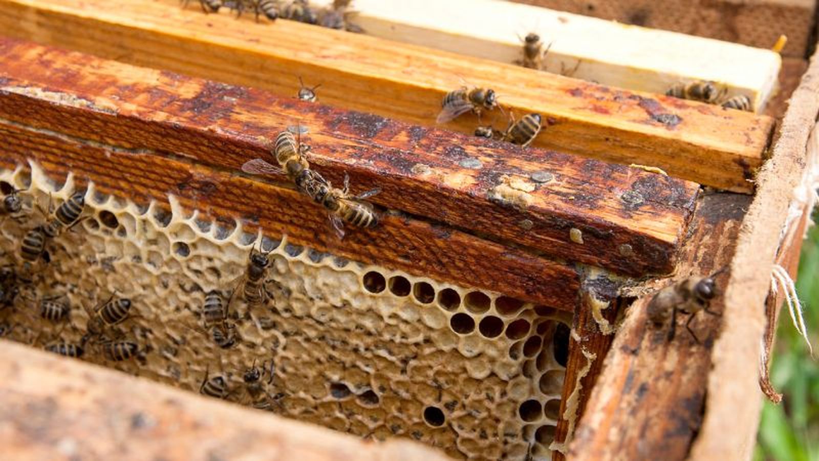 Panal de abejas Panal de abejas