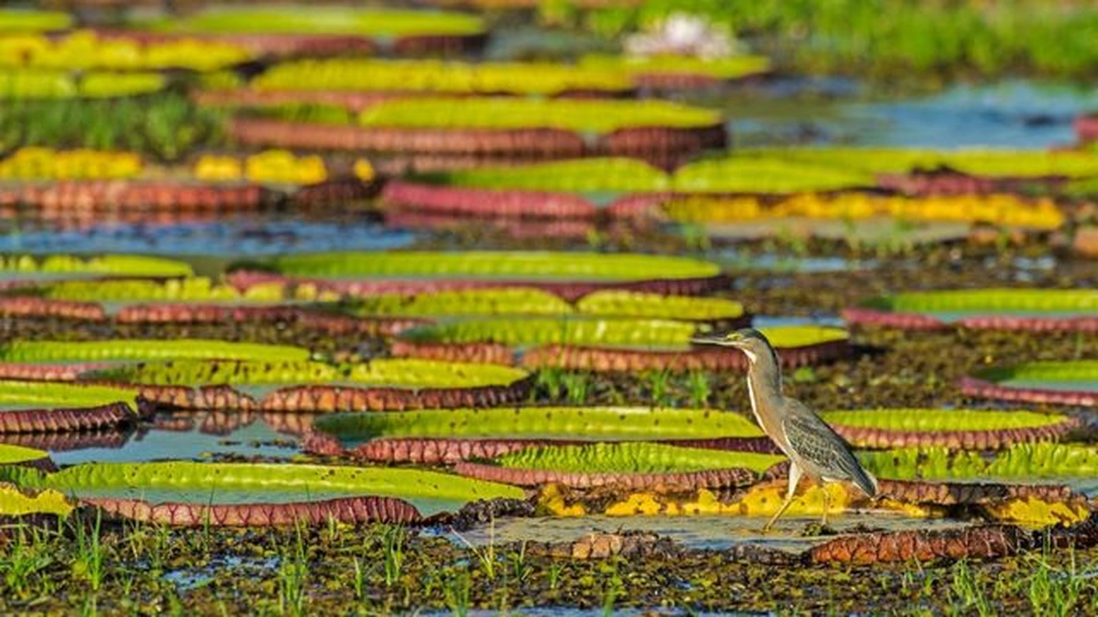 garza estriada en el pantanal brazil el humedad mas grande mundo garza estriada en el pantanal brazil el humedad mas grande mundo