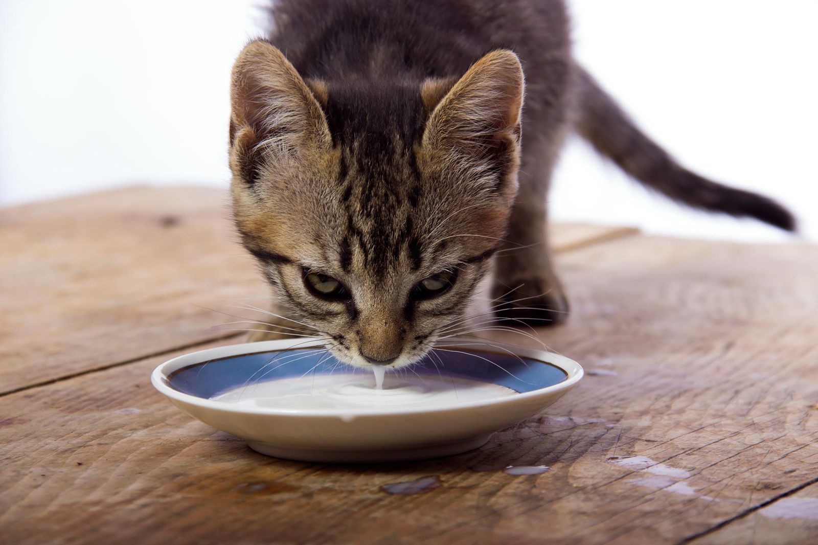 mascotas gatos beber leche