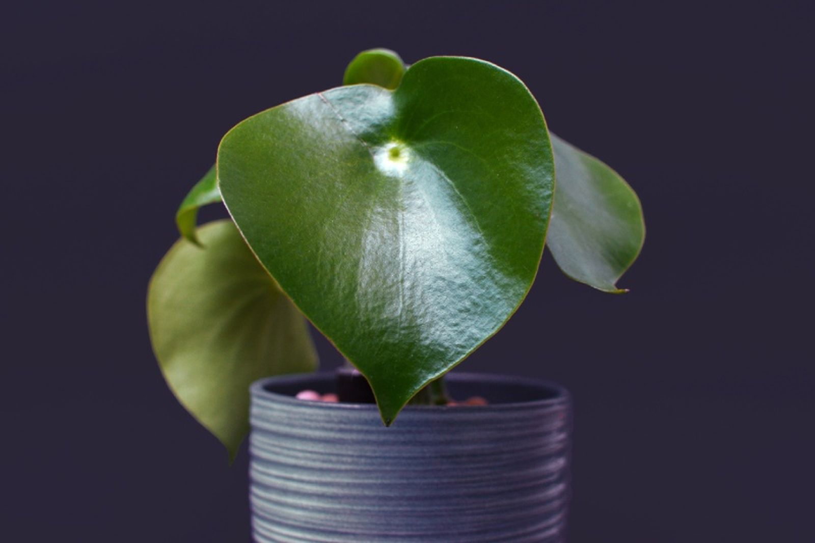 Peperomia polybotrya. Peperomia polybotrya.