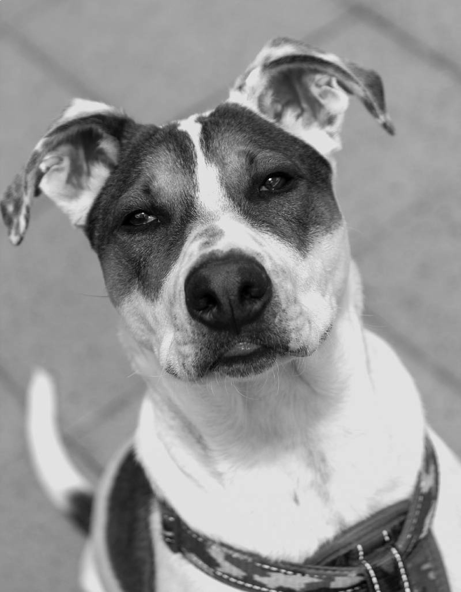 El Bull Arab es un perro creado a partir de 3 razas caninas diferentes El Bull Arab es un perro creado a partir de 3 razas caninas diferentes