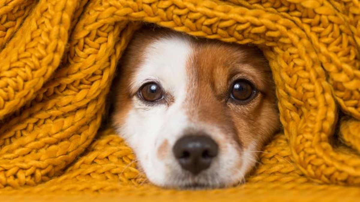 perro mas pequeno del mundo 2