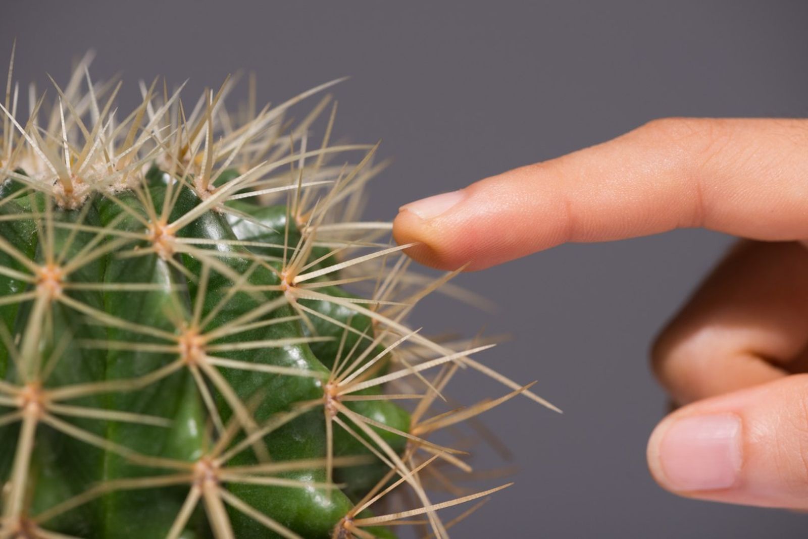 Las espinas del cactus son su armadura en el desierto