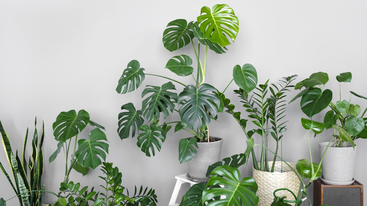 Las plantas también ayudan a mejorar la acústica del hogar