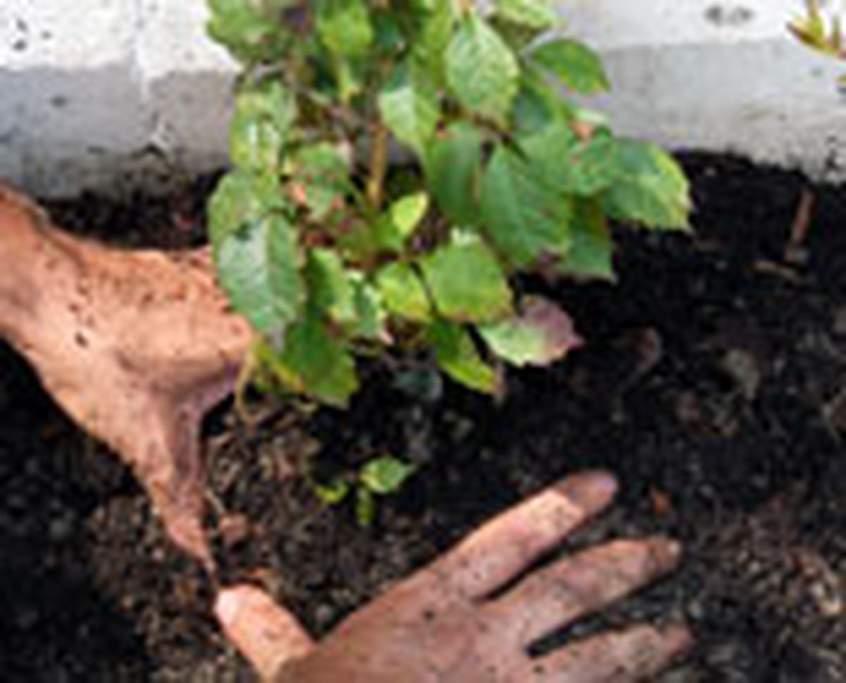 plant seto abelias p03