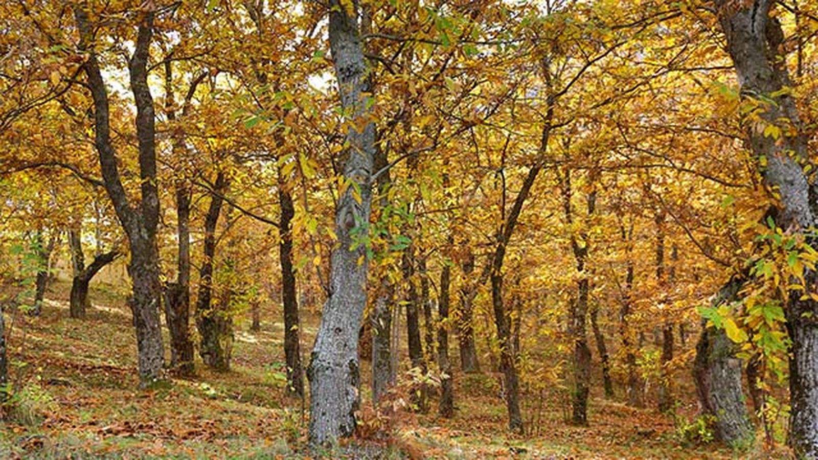 bosque de castanos bosque de castanos