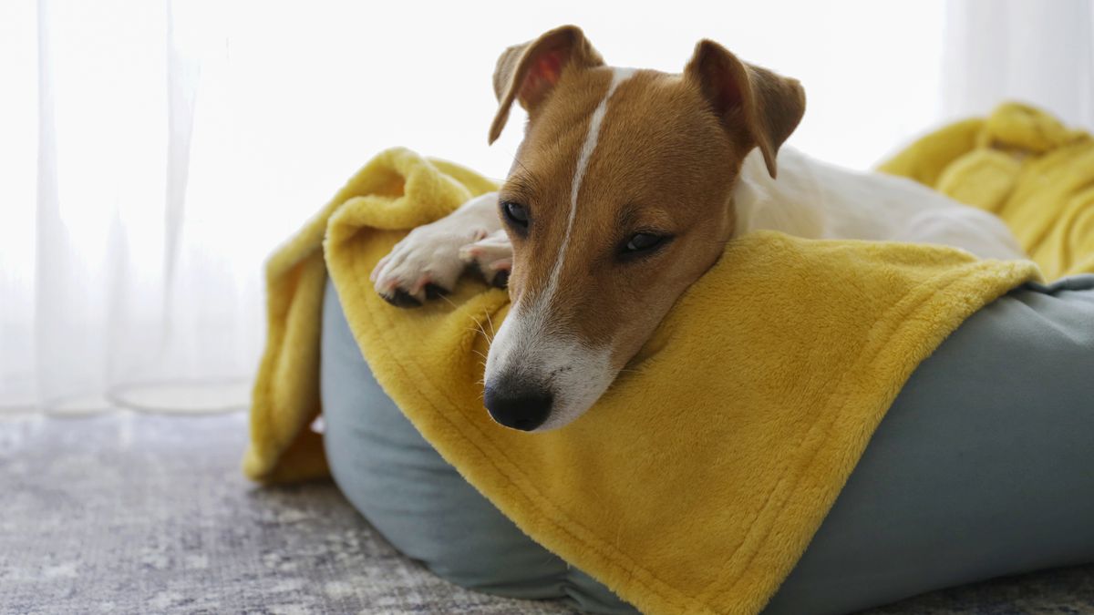 Las mantas viejas pueden convertirse en la cama perfecta de tus mascotas