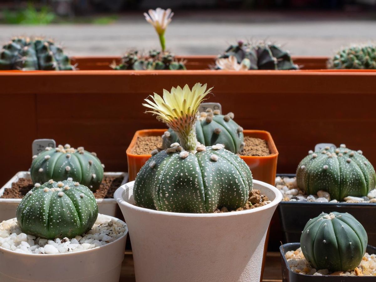 Cactus estrella (Astrophytum asterias).