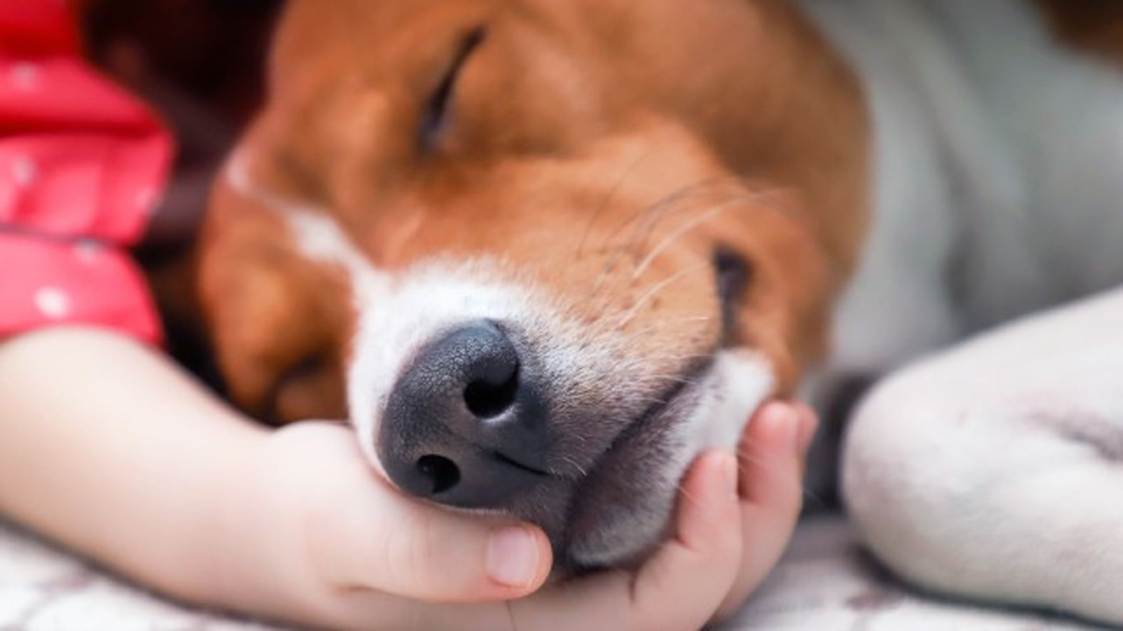 como saber si mi perro tiene fiebre 4 como saber si mi perro tiene fiebre 4