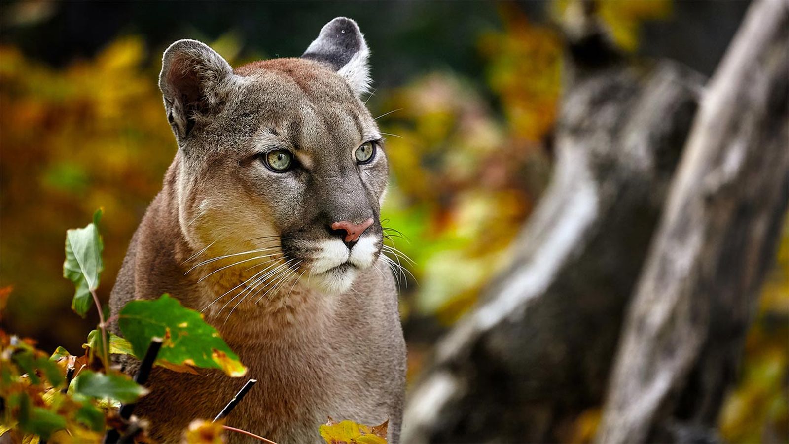 puma leon americano portada