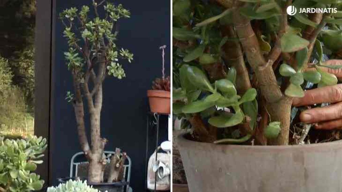 como saber crassula arborescens necesita un trasplante brico 842