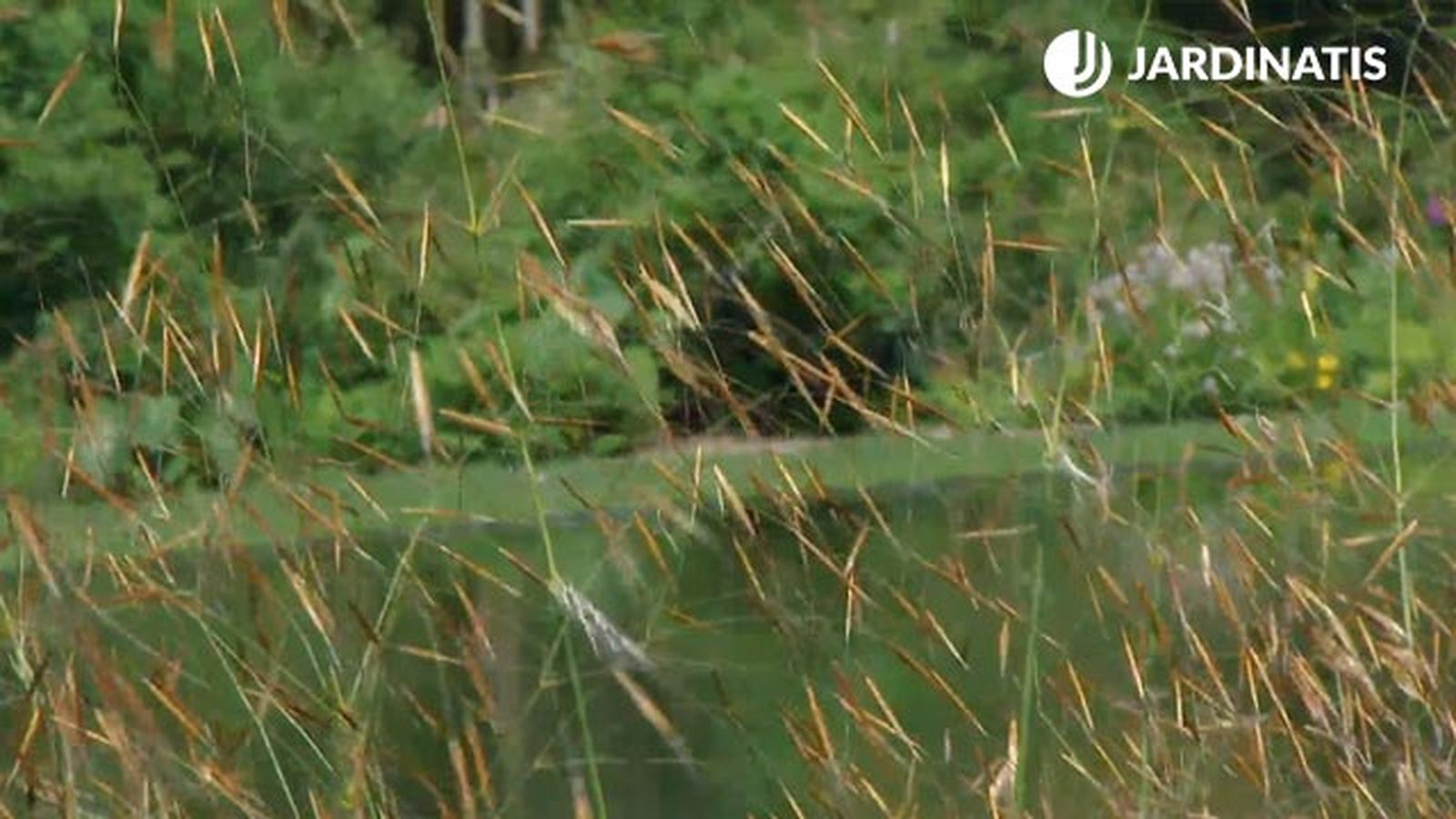 Stipa gigantea deco622 Stipa gigantea deco622