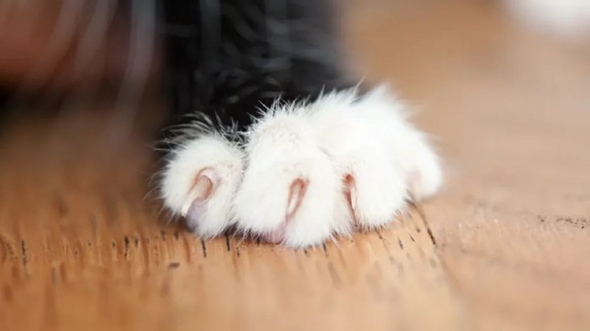 como cortarle las unas a un gato 2