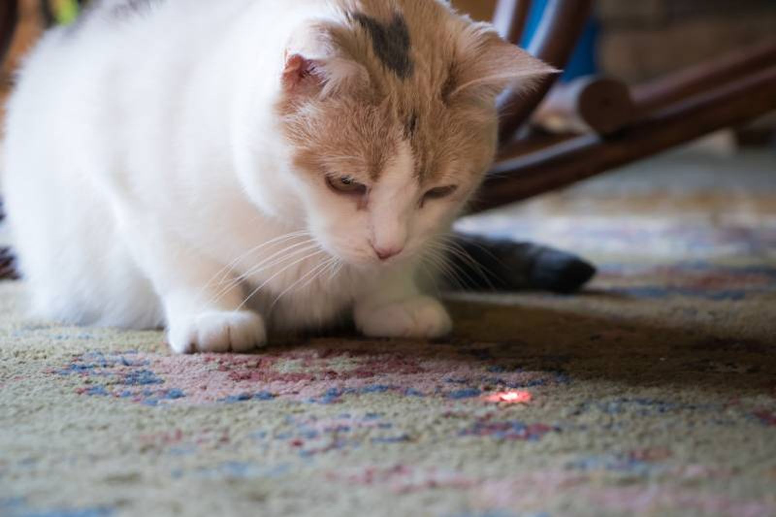 Dirigir la luz de los punteros láser a los ojos de tu gato puede ser peligroso. Dirigir la luz de los punteros láser a los ojos de tu gato puede ser peligroso.