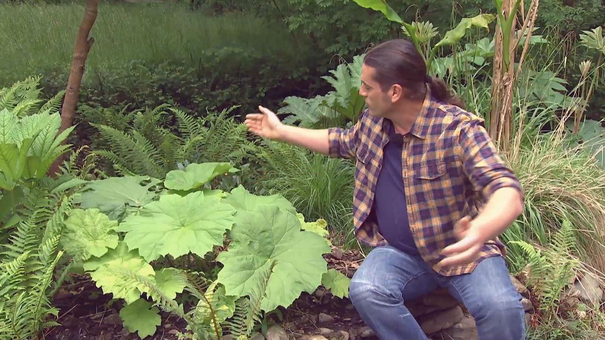 deco 696 jardineria plantas vivaces hoja grande astilboides