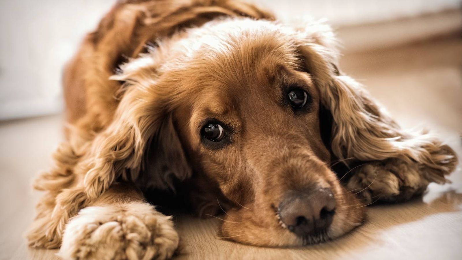 Los cocker spaniel ingleses o americanos pueden padecer diferentes enfermedades.