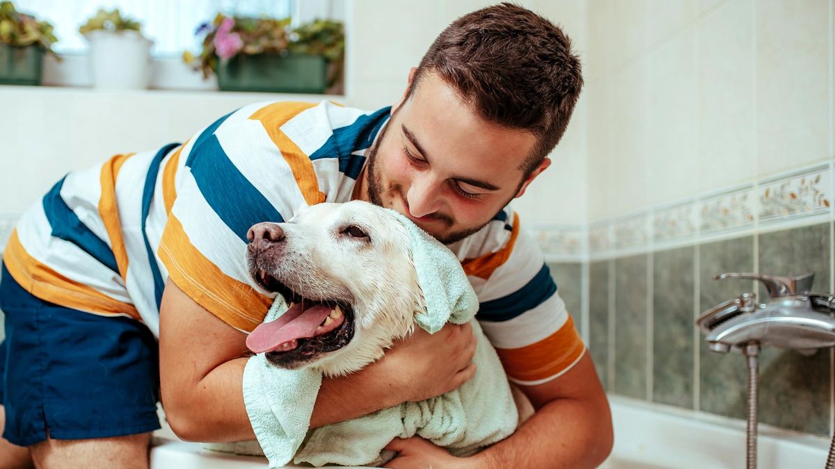 repelentes caseros contra pulgas garrapatas 9