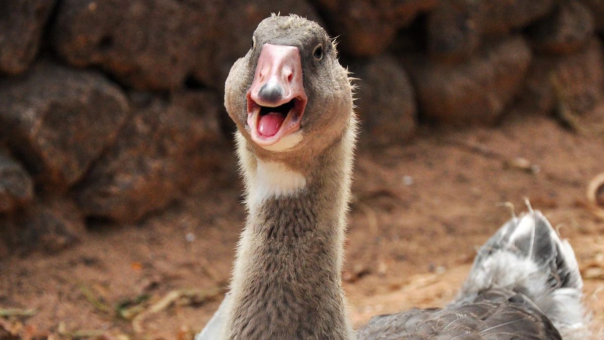 selfies divertidos animales granja 10