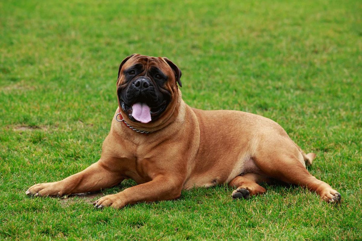 razas vivir piso bullmastiff