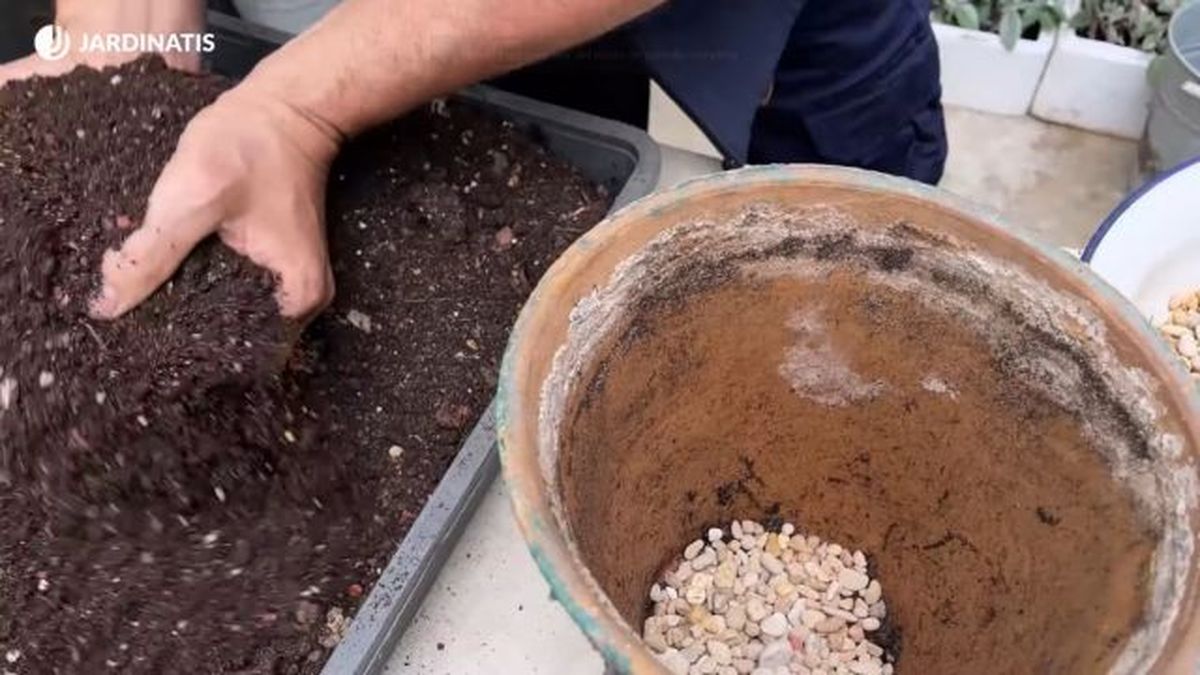trasplante de euphorbia trigona jardinatis