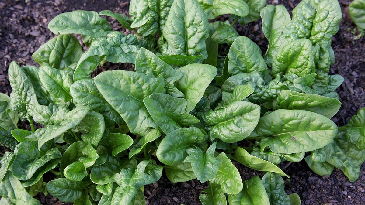 Cómo cultivar espinacas en macetas