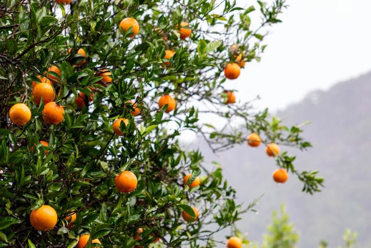 La poda mejora la producción de naranjas de calidad y prolongar la vida útil del árbol