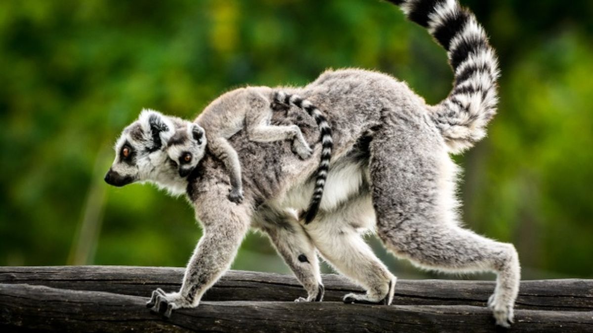 animales nocturnos lemur