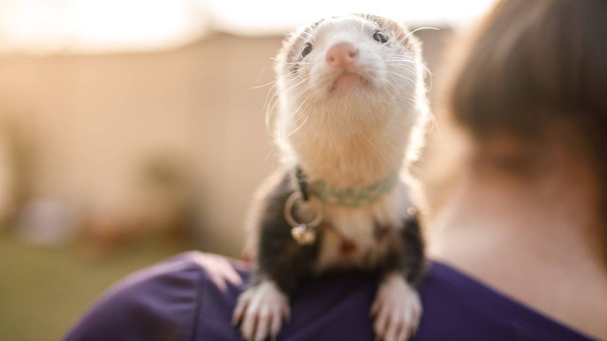 listado positivo animales nueva ley bienestar animal 2023