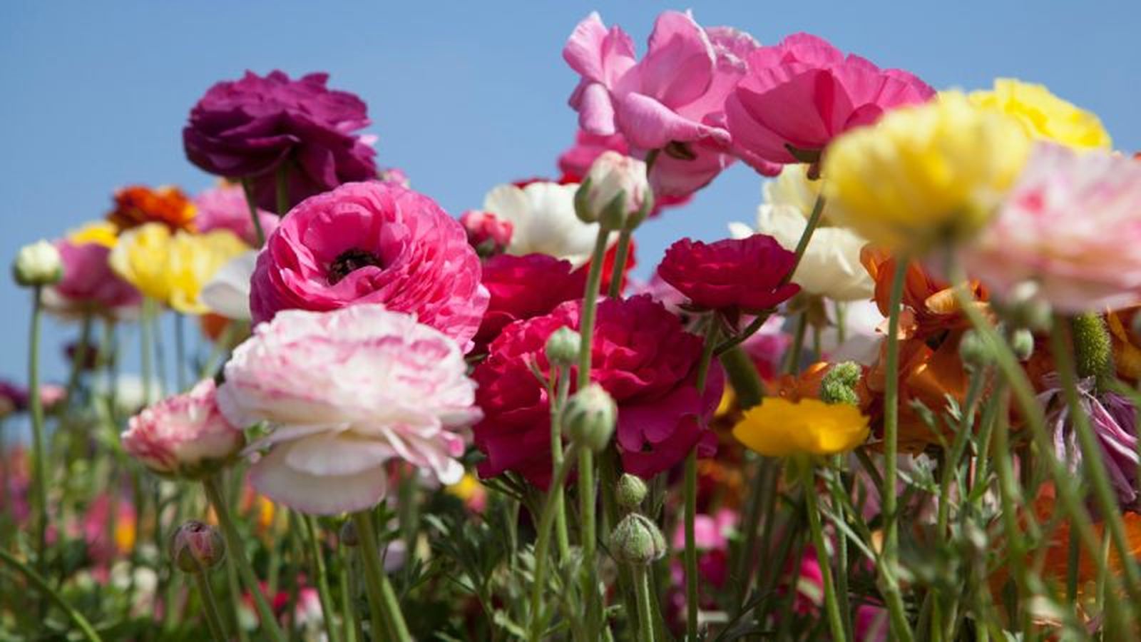 Ranunculus asiaticus. Ranunculus asiaticus.
