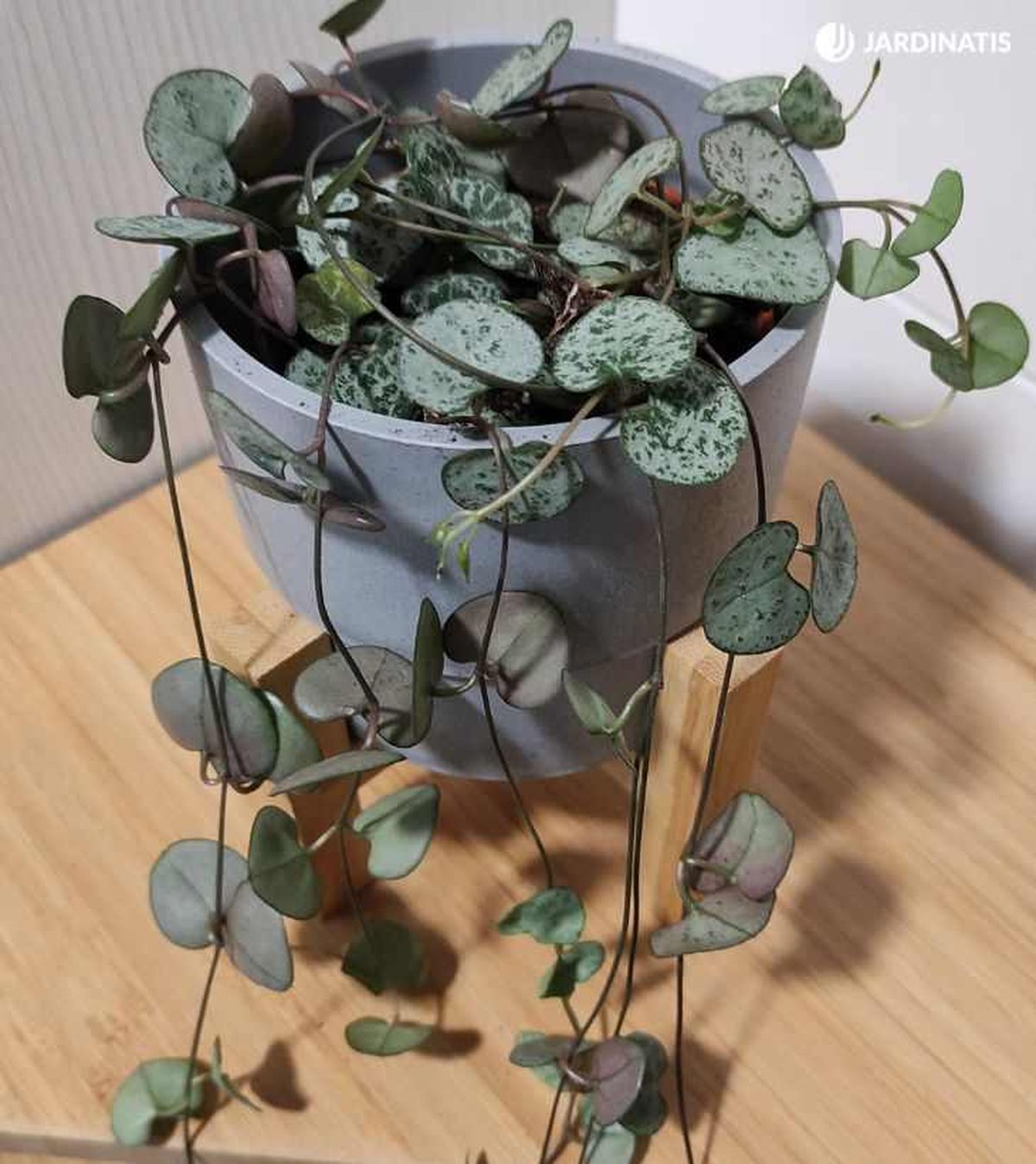 Ceropegia woodii