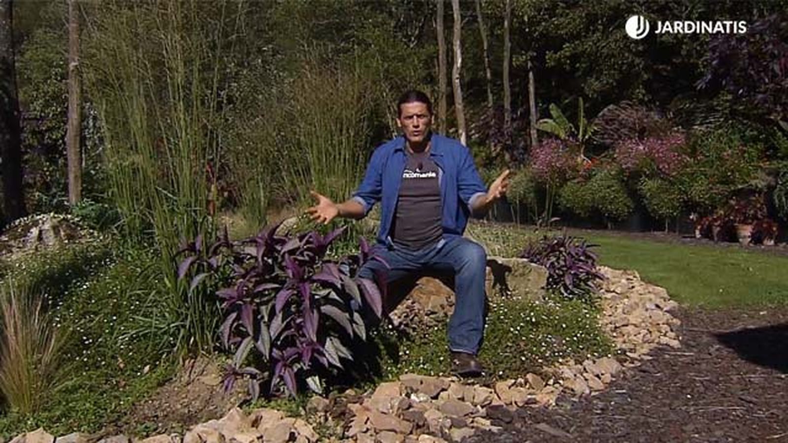 strobilanthes dyerianus escudo persa en jardin brico 884 strobilanthes dyerianus escudo persa en jardin brico 884