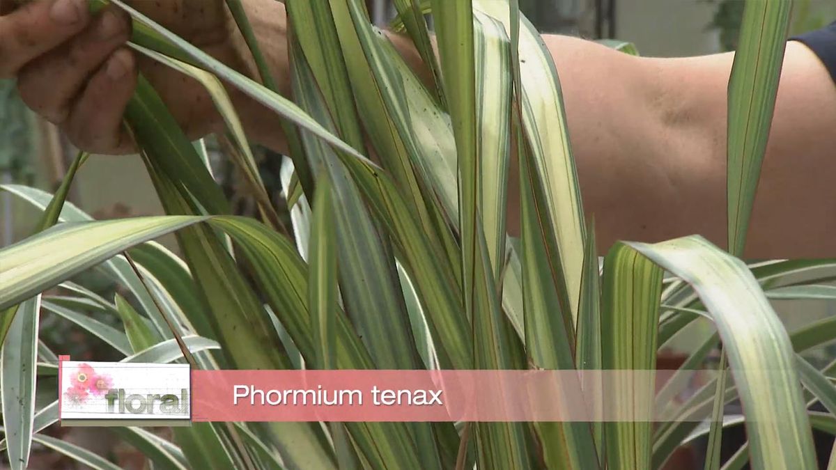 deco 768 jardin Phormium tenax hojas