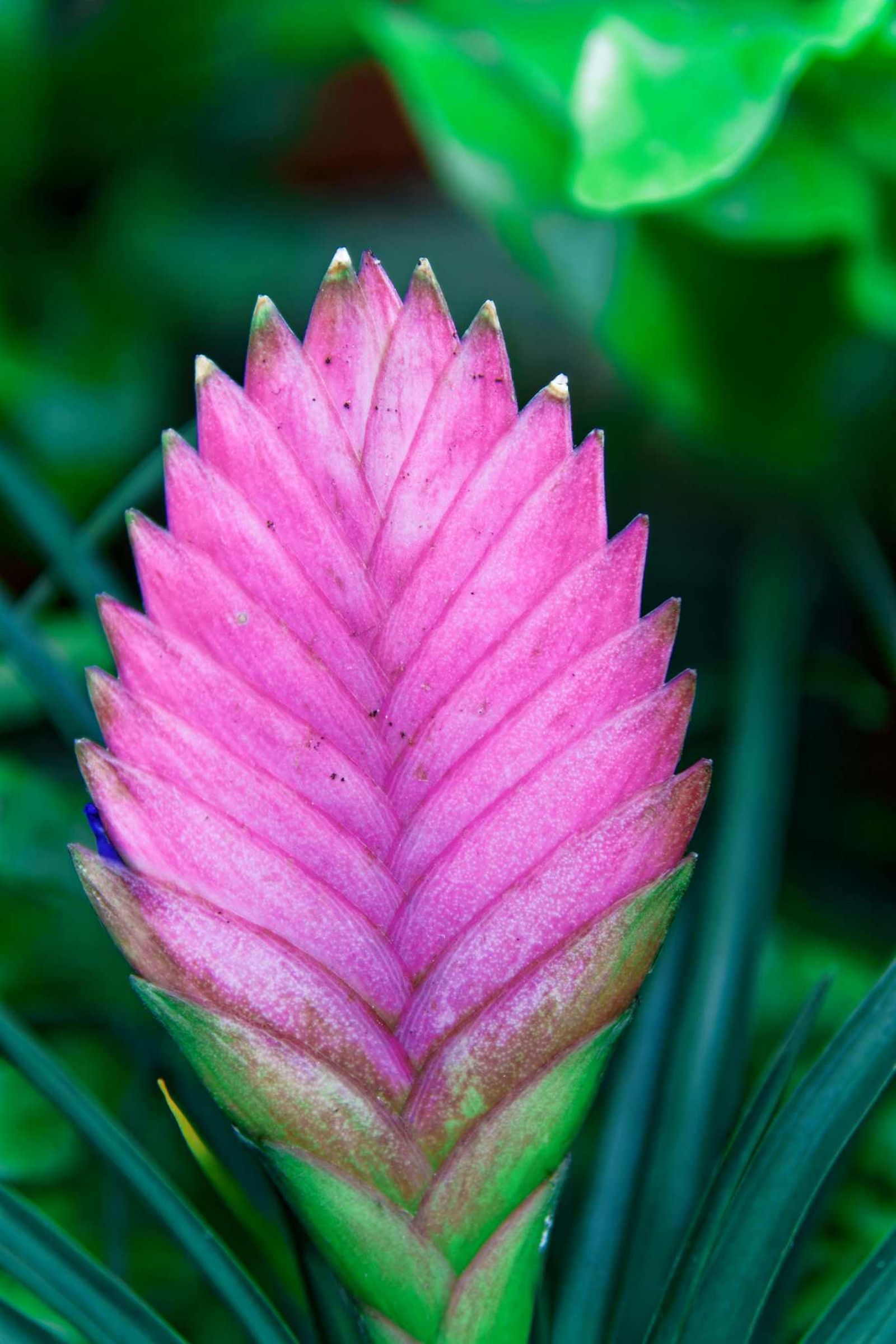 Inflorescencia rosa de la Tillandsia cyanea