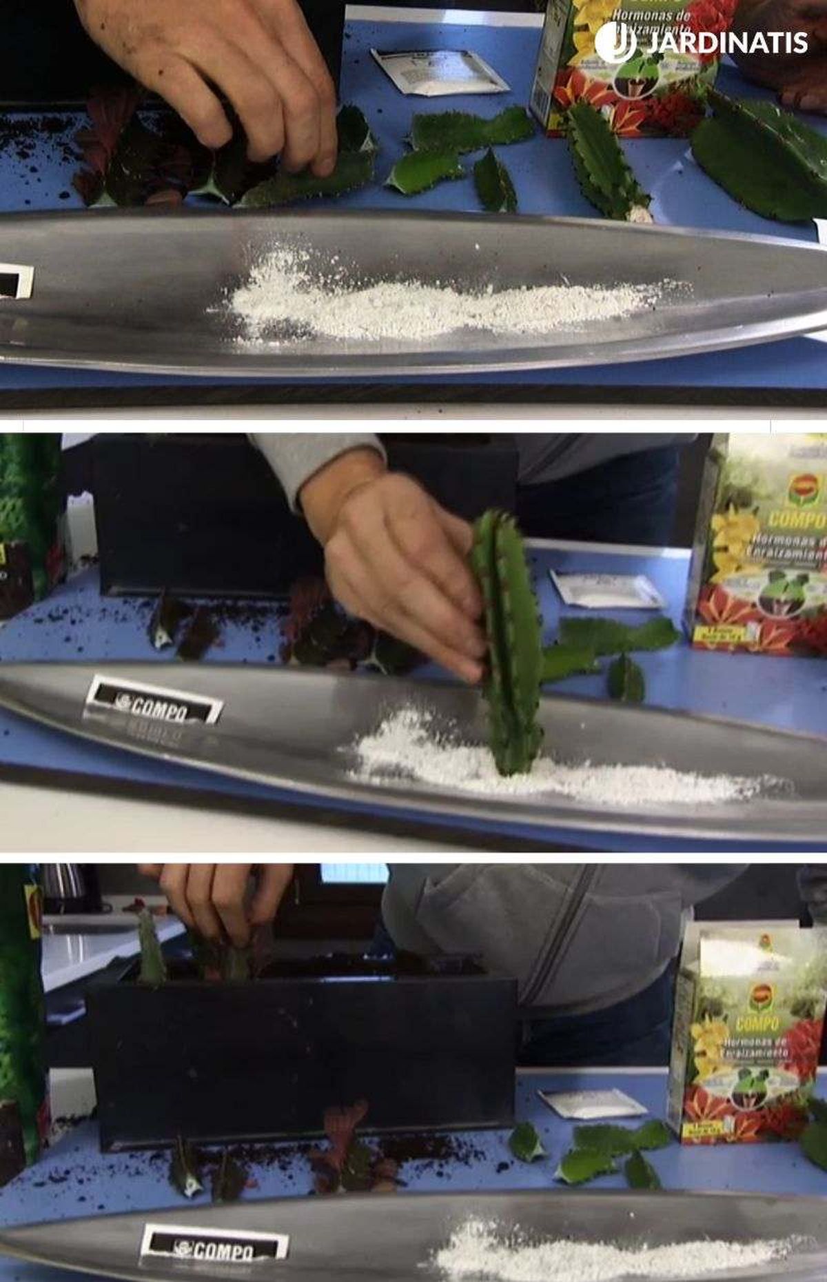 Hormona de enraizamiento