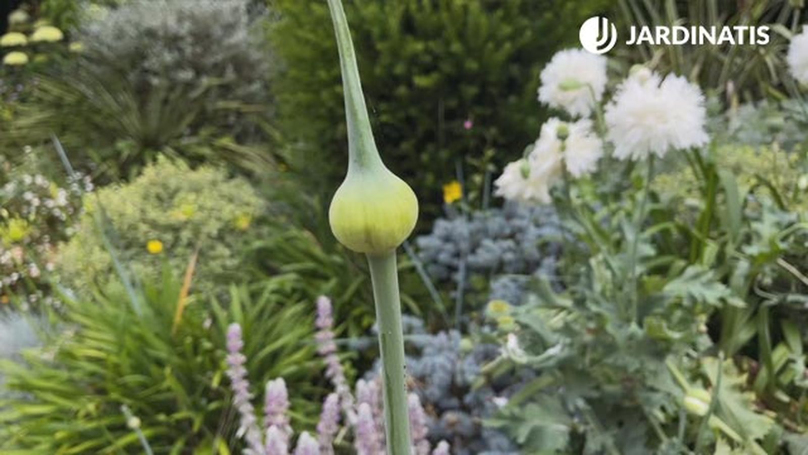 puerro plantar para decorar jardin en gris blanco xl puerro plantar para decorar jardin en gris blanco xl