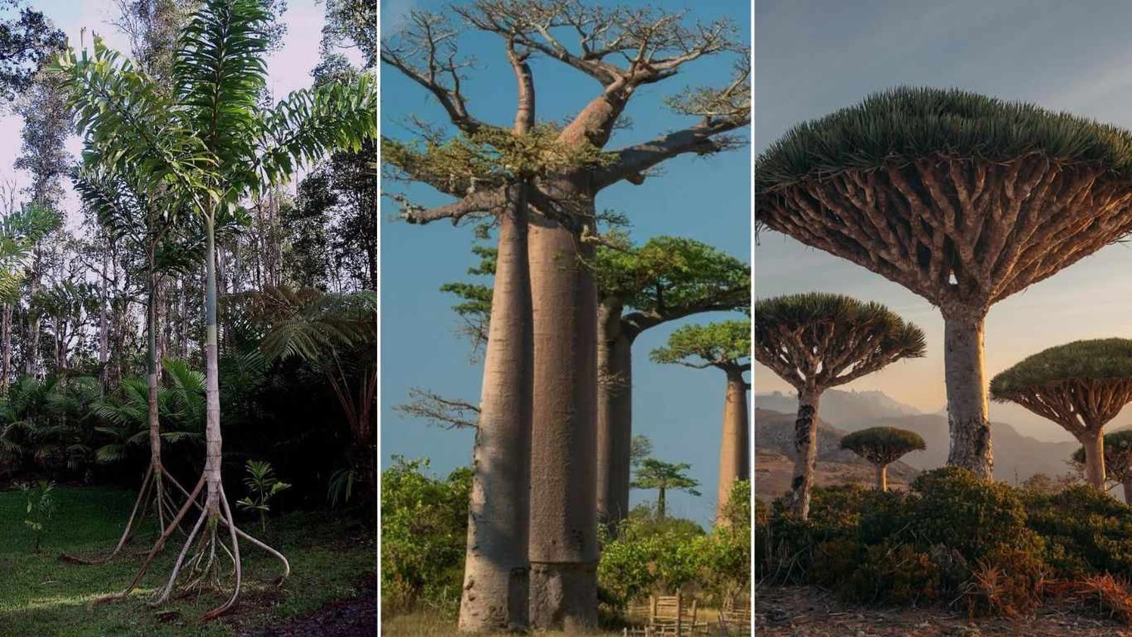Los árboles más raros del mundo destacan por sus formas únicas y adaptaciones sorprendentes.