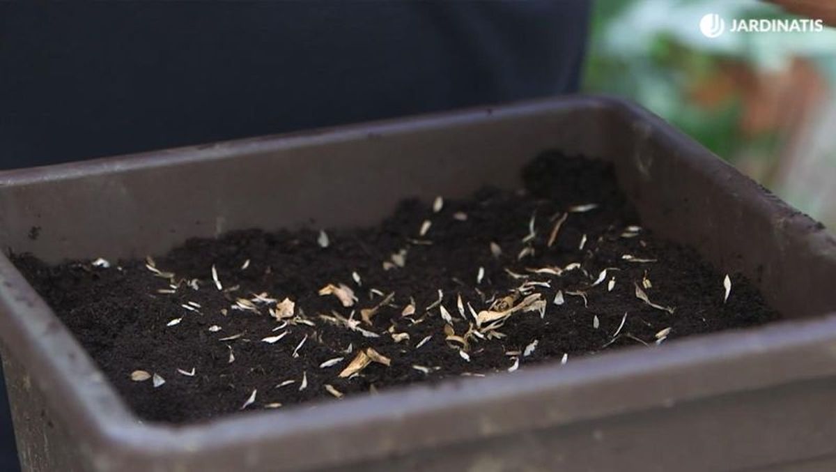 Distribuye de manera homogénea