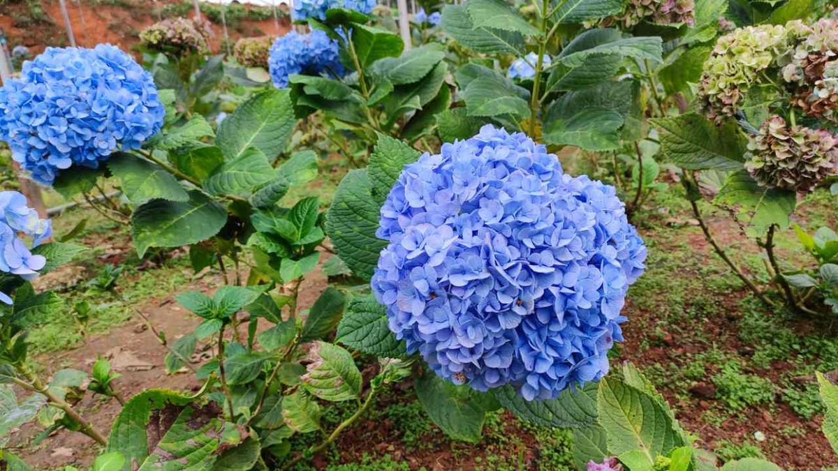 plantas acidas acidofilas xl