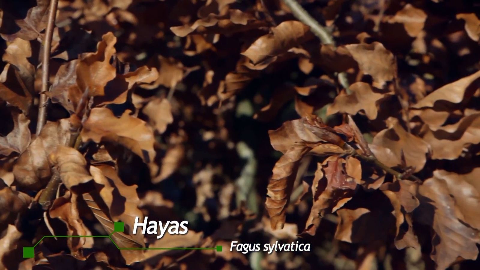 brico 941 3 marcescencia haya
