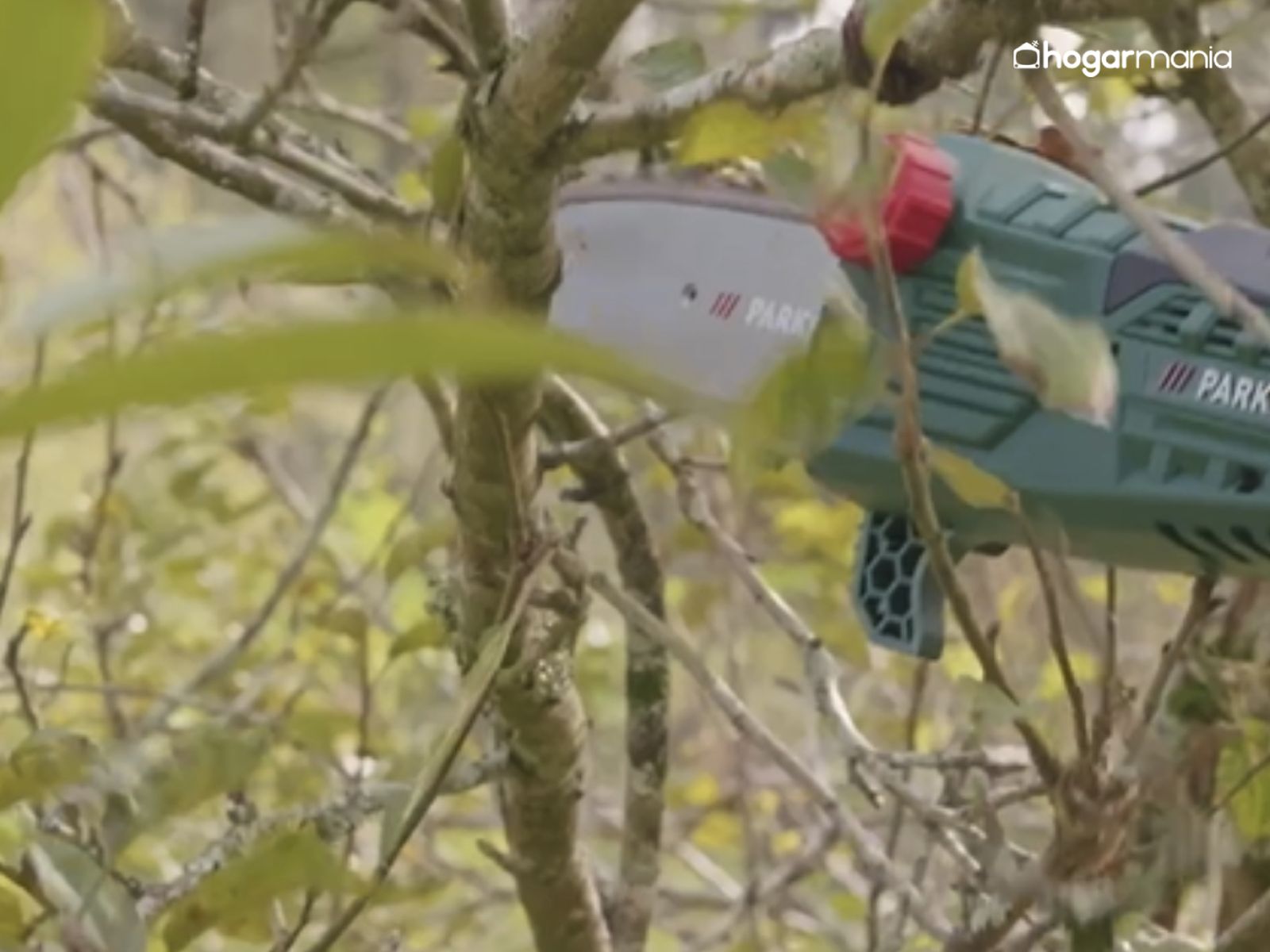 Repasa las ramas más bajas y equilibra la forma del seto o árbol para conseguir un acabado uniforme.