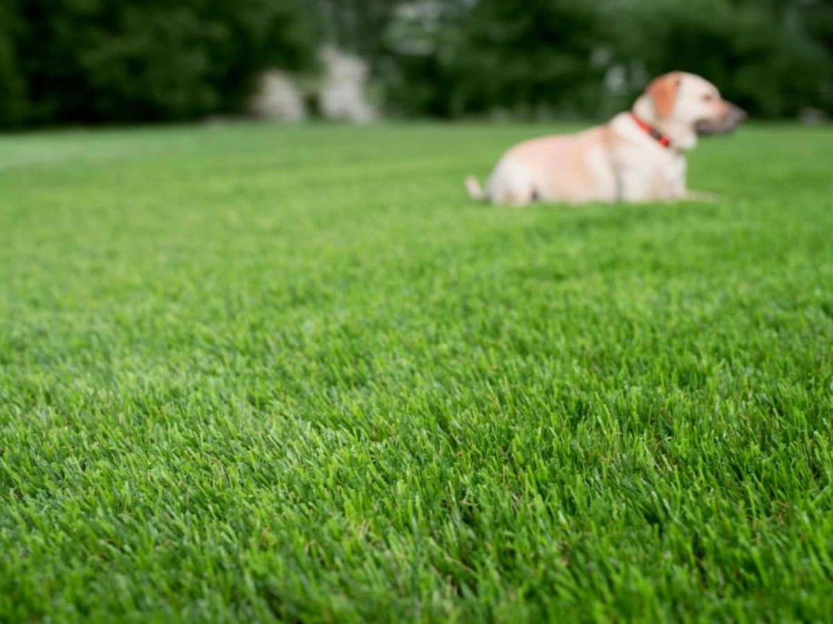 Césped artificial Laredo